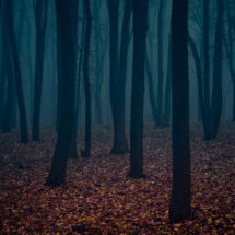 Log_Spring2016_TourDeFrance_3