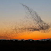 DEM411_Log_Winter2023_CulturalHegemony_8